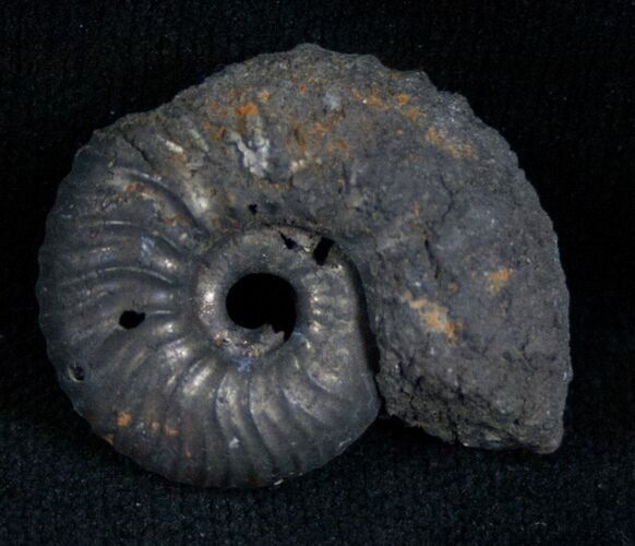 Pyritized Ammonite From Russia - #7291